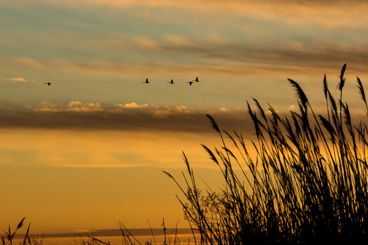 Off-Season Preparation: Getting Ready for the Next Waterfowl Hunting Season
