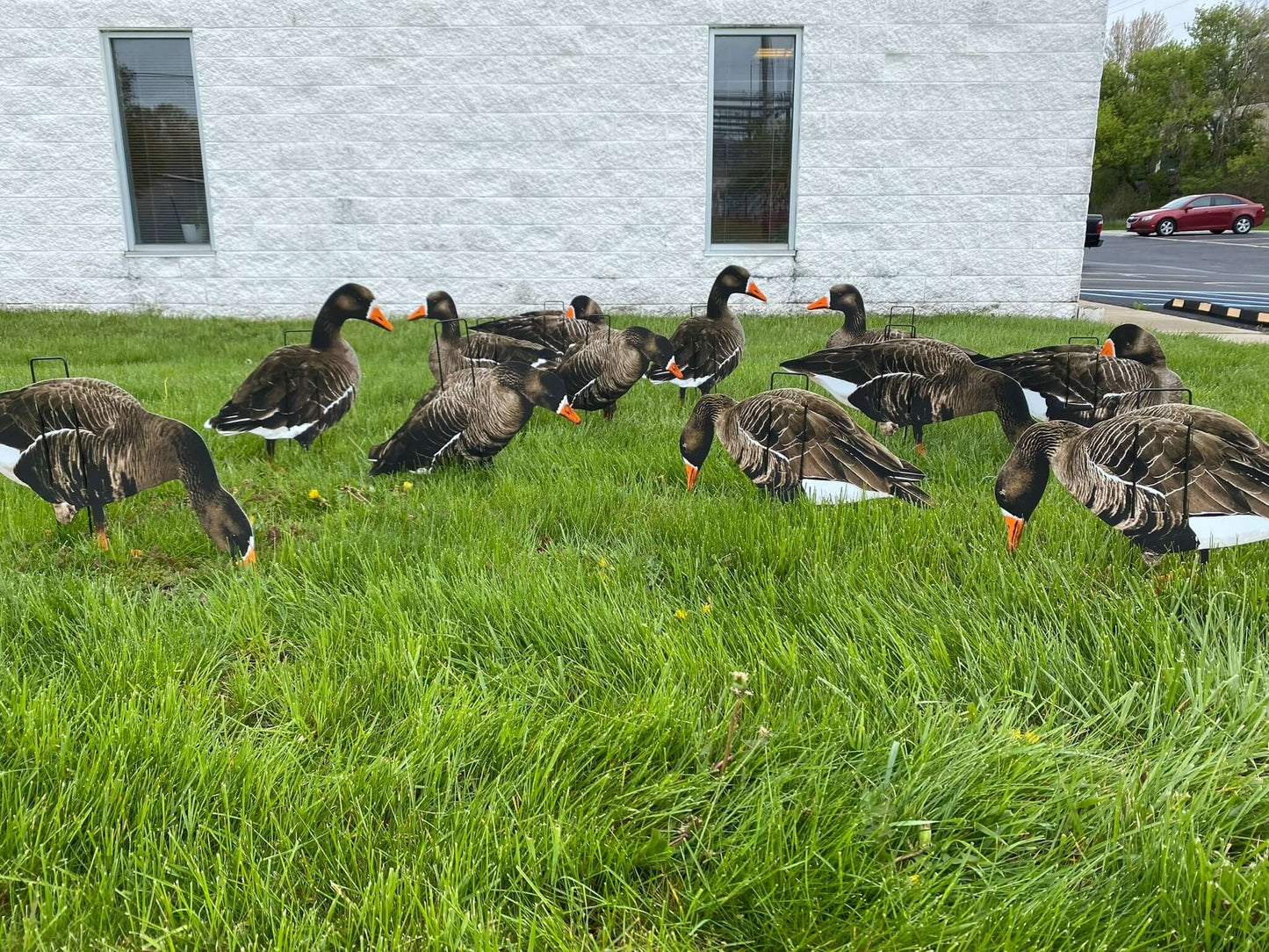 Enhance your Specklebelly goose hunting with our top-tier decoys, crafted for unbeatable results. | Econo Specklebelly Decoys