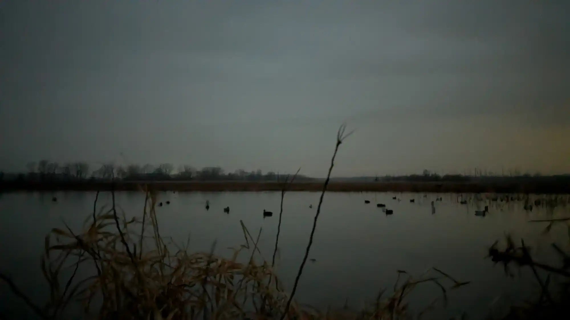 Gloomy wetland landscape.