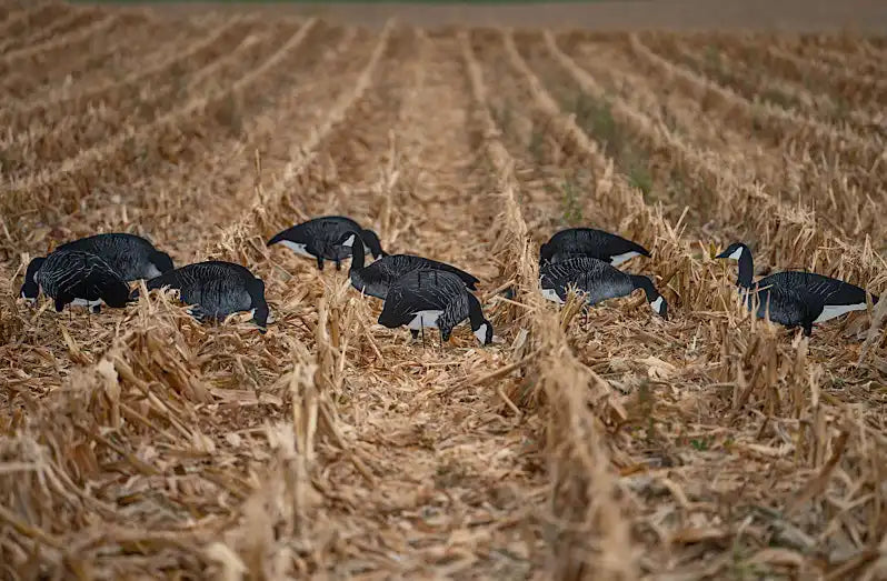 Goose decoys in a field.