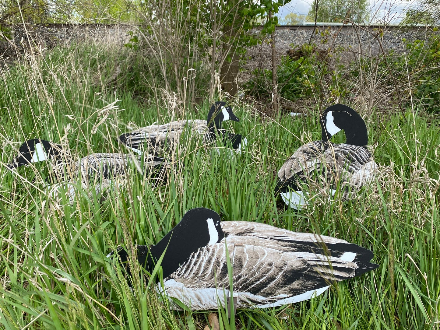 Anyone who has observed geese knows that in cold weather or around water, geese love to sit. The Sit’n geese are six entirely different poses designed to simulate resting/feeding members of the flock. Comparable in size with the Magnum Lite, Pro Series an