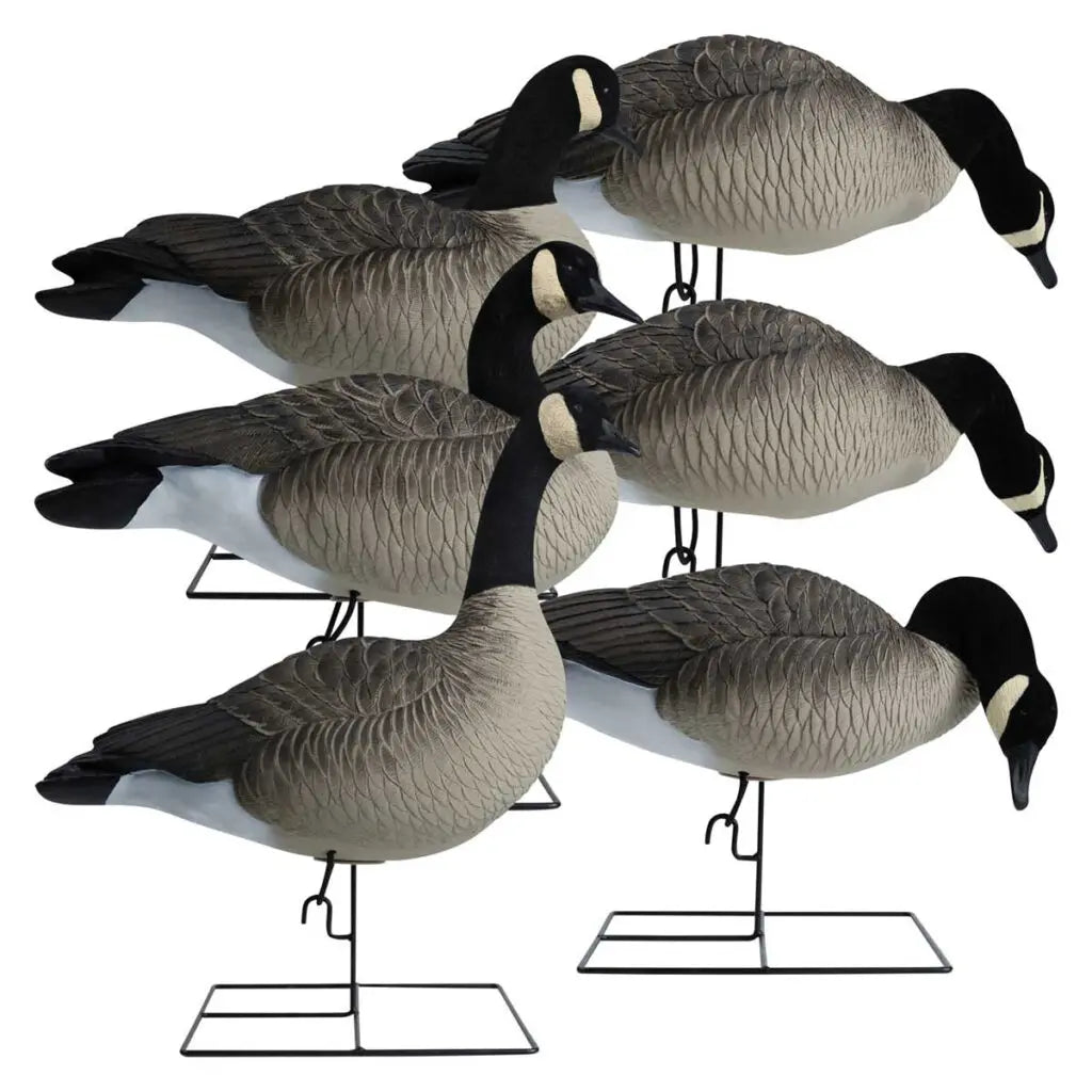 Hardcore’s commitment to excellence shines through in our Rugged Series Full Body Canada Goose Touchdown Decoys with Flocked Heads. With a relentless dedication to meeting customer demands, we’ve crafted decoys worthy of the Hardcore name. These one-piece