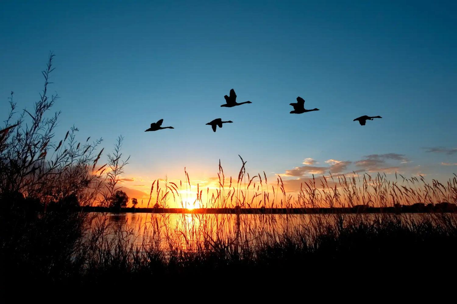 The Fowl Depot