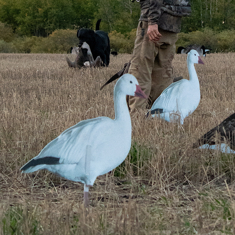 SNOW Goose Starter Kit – Essential Gear for Success Get ready for a successful goose hunt with the SNOW Goose Starter Kit, featuring must-have gear to bring more birds into your spread. This kit includes: Fullbody & Floaters (Hardcore Waterfowl) 2 DZN Rug
