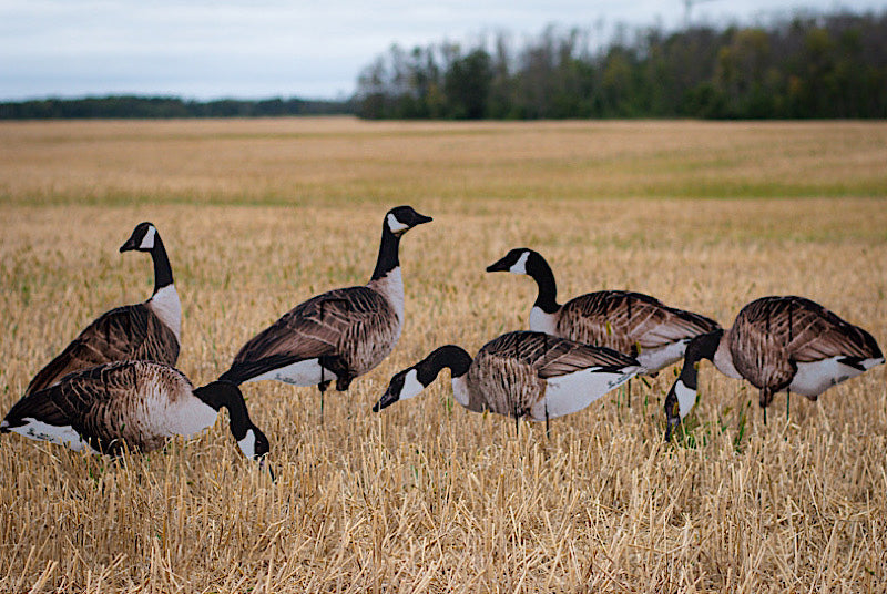 It took us some time to develop; test and get right how-ever we are proud to introduce to you the new Vivid Series too our new line at Real-Geese. Many asked for a quality decoy; even lighter than any decoy on the market paired with real life images; We a