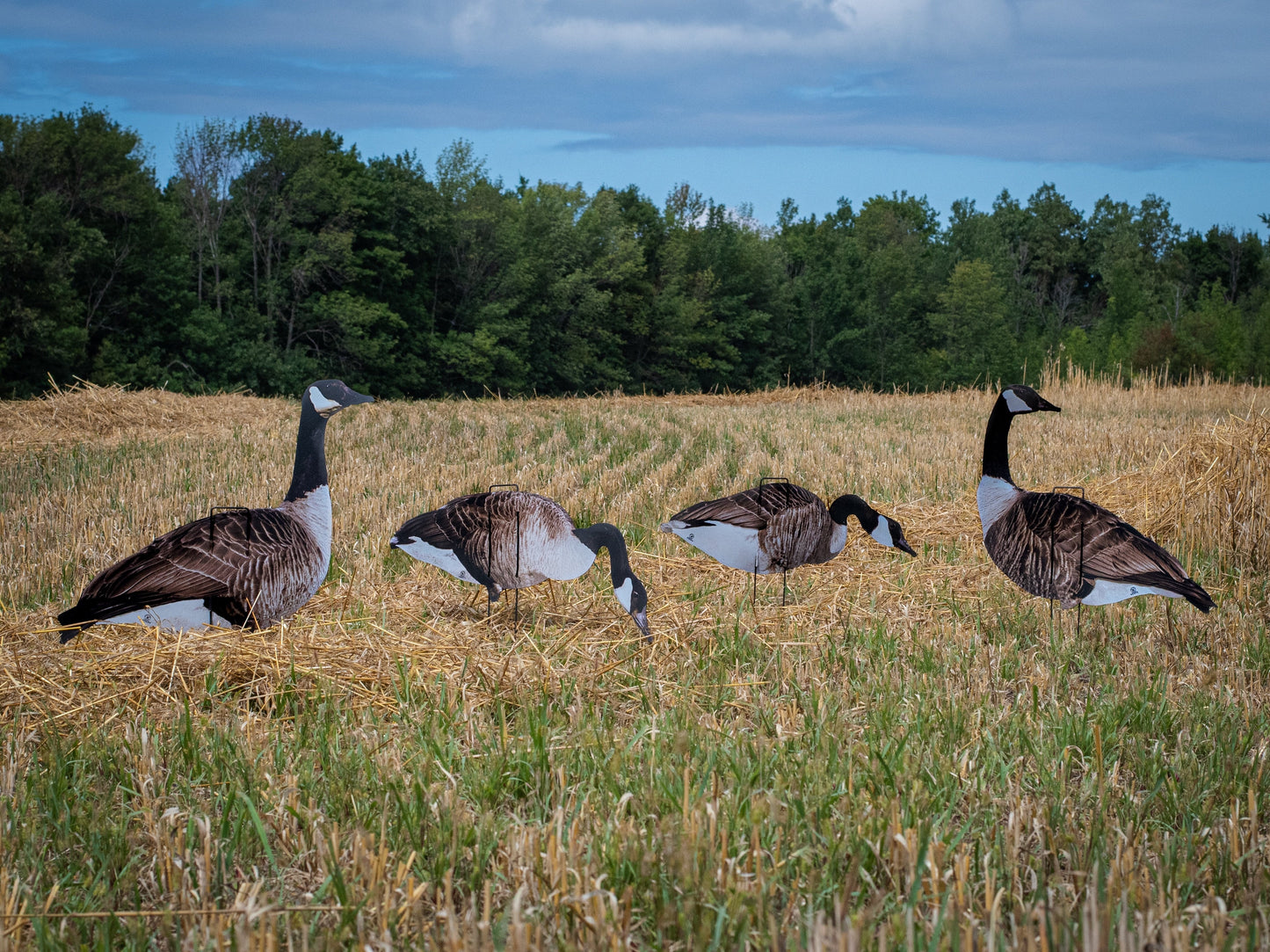 It took us some time to develop; test and get right how-ever we are proud to introduce to you the new Vivid Series too our new line at Real-Geese. Many asked for a quality decoy; even lighter than any decoy on the market paired with real life images; We a