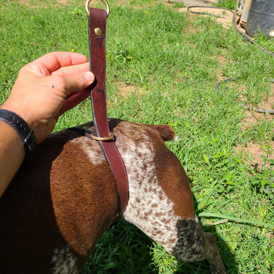 Building the Ultimate Waterfowl Gun Dog: Training Gear, Techniques, and Northern Ohio Trainers