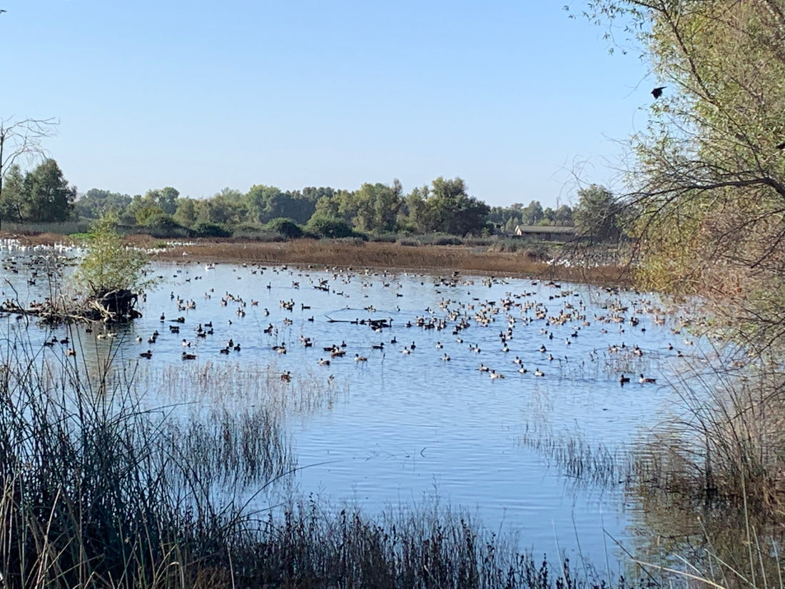The Ultimate Waterfowl Hunting Gear Guide: Premium Duck & Goose Hunting Equipment from The Fowl Depot