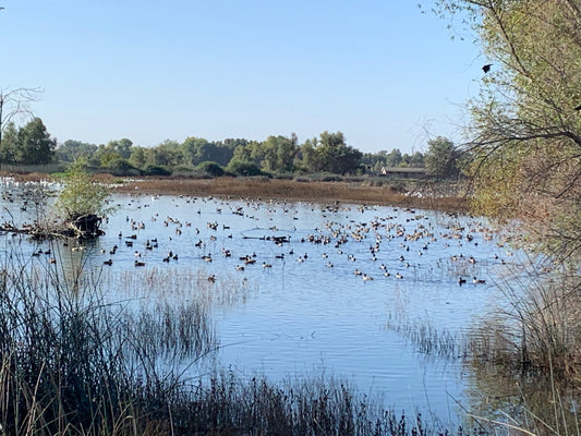 The Ultimate Waterfowl Hunting Gear Guide: Premium Duck & Goose Hunting Equipment from The Fowl Depot