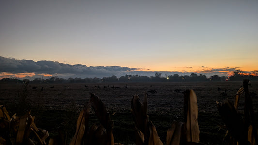 Field Duck Hunting Around Sandusky Bay: Gear, Tips & Top Picks from The Fowl Depot
