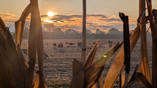 High Flyers and Good Company: A Sandusky Field Goose Hunt