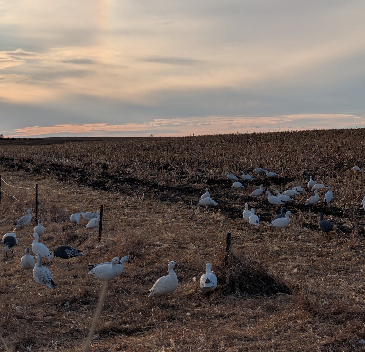 SNOWSBring in the Big Flocks with Full-Body Decoys and Floaters For hunters focused on realism and impact, our selection of full-body goose decoys and floaters is second to none. Crafted for maximum lifelike appeal, these decoys from brands like Hardcore