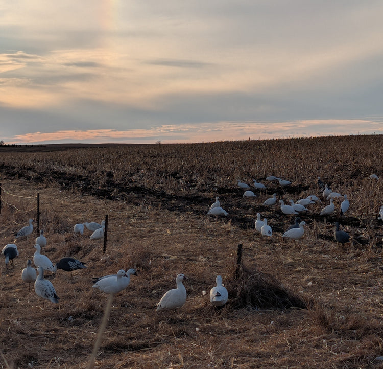 SNOWSBring in the Big Flocks with Full-Body Decoys and Floaters For hunters focused on realism and impact, our selection of full-body goose decoys and floaters is second to none. Crafted for maximum lifelike appeal, these decoys from brands like Hardcore