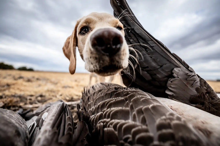 Hunting GunDog Gear
