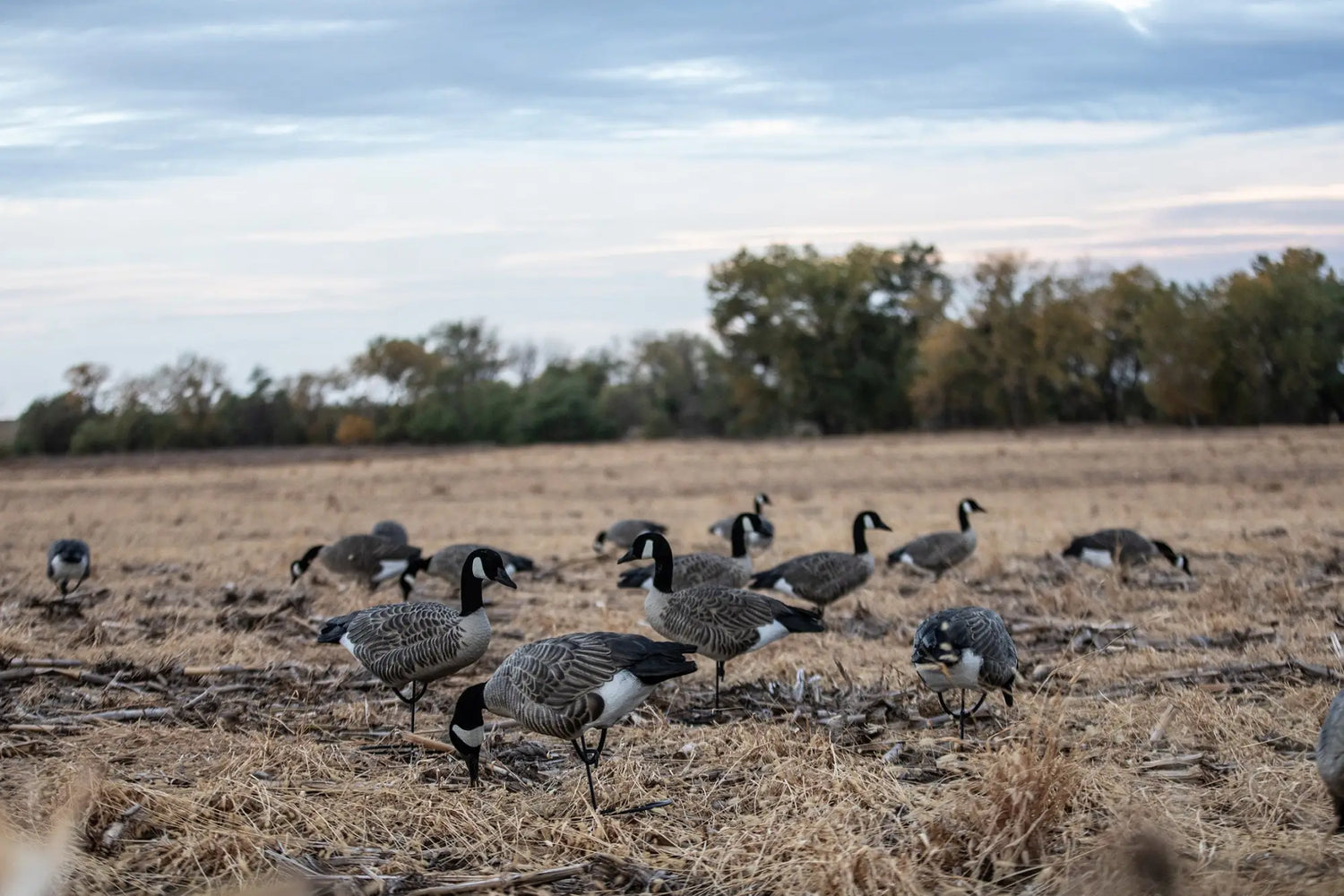 Decoy StationFor those that are looking to either start building out there decoy spread or simply to continue to build the decoy spread out... We have a variety of decoys and decoy systems to offer you a good selection that will help you bag more birds!