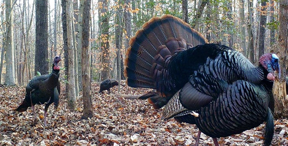 Turkey Gear
