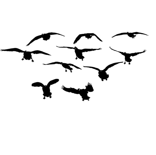 Cacks Comin' at Ya Decal – Cacks Comin' at Ya Sticker – 2026