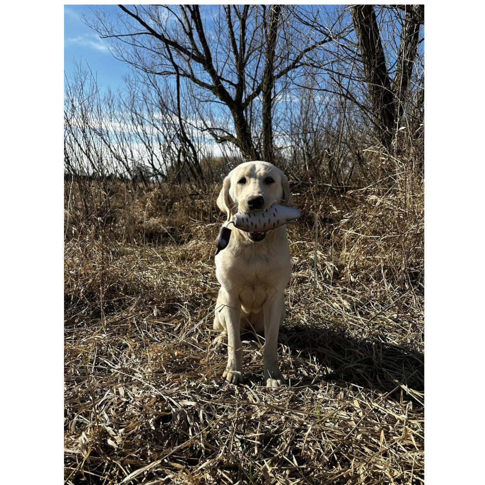 HuntEmUp Quail Dog Training Scent – Real Quail Scent for Gun Dog and Upland Training