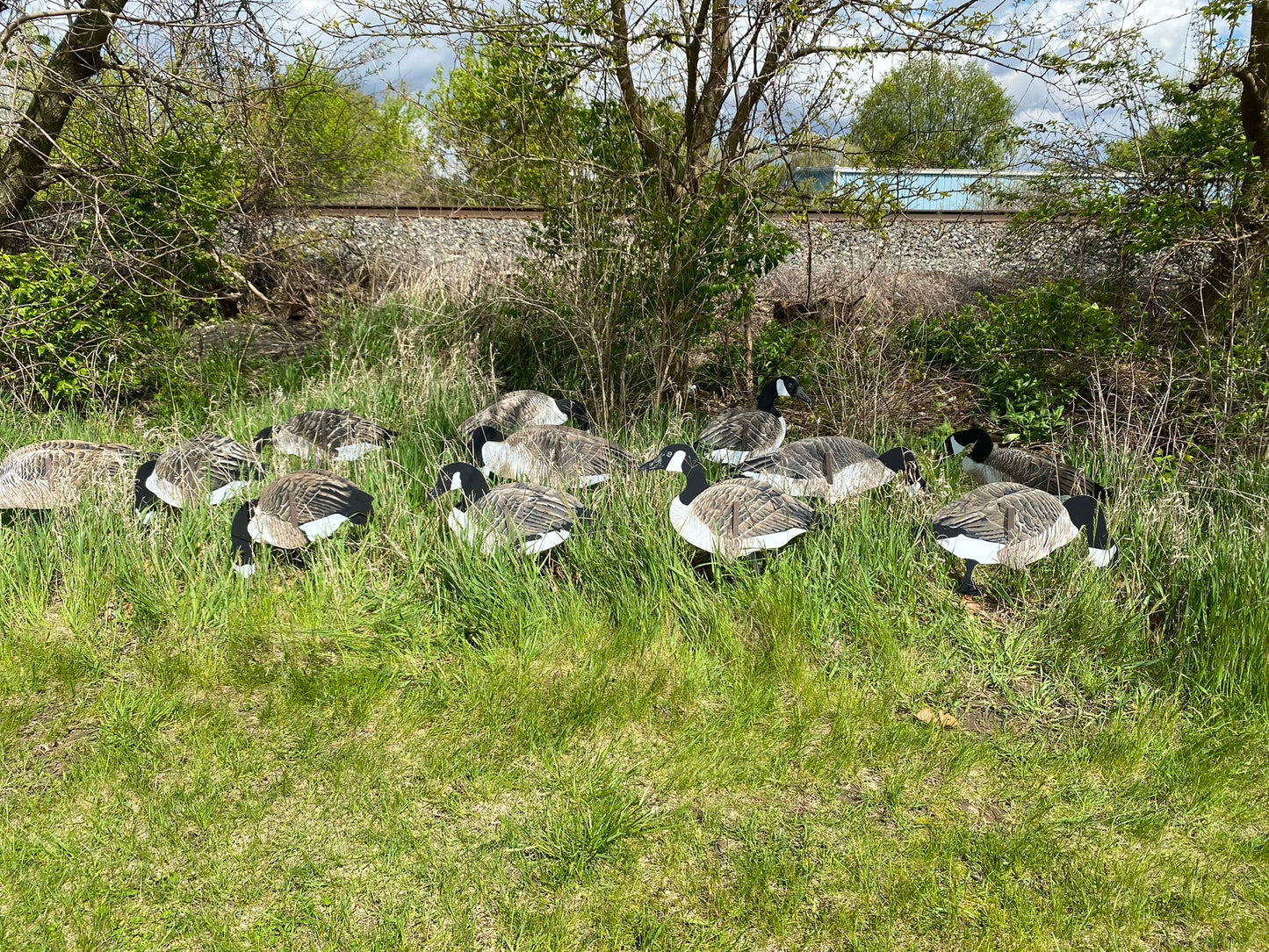 Magnum Lite 3D Canada Geese