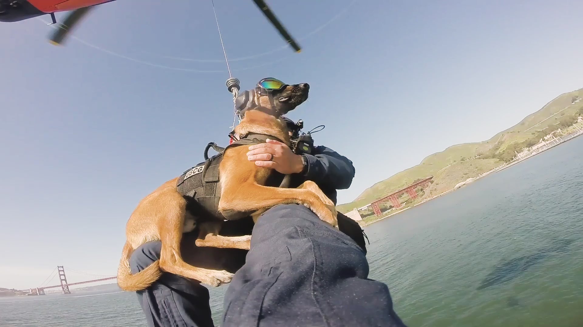 Rex Specs Goggles provide stable, secure eye protection for your dog. Rex Specs are used by professional working dogs deploying from helicopters, simple sunny day strollers, bird flushing hunting dogs and motorcycle-riding pup alike. Wherever and whatever