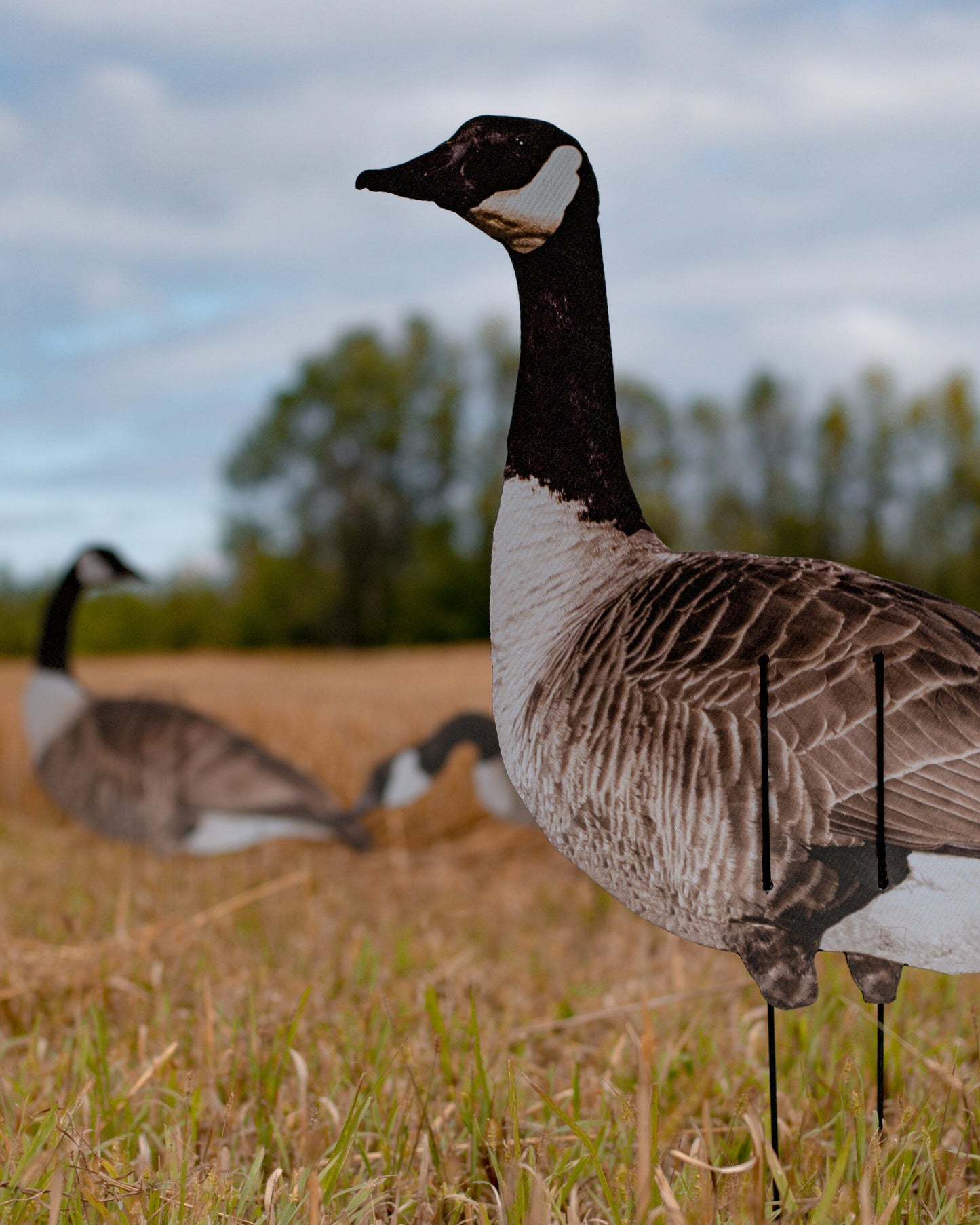 It took us some time to develop; test and get right how-ever we are proud to introduce to you the new Vivid Series too our new line at Real-Geese. Many asked for a quality decoy; even lighter than any decoy on the market paired with real life images; We a